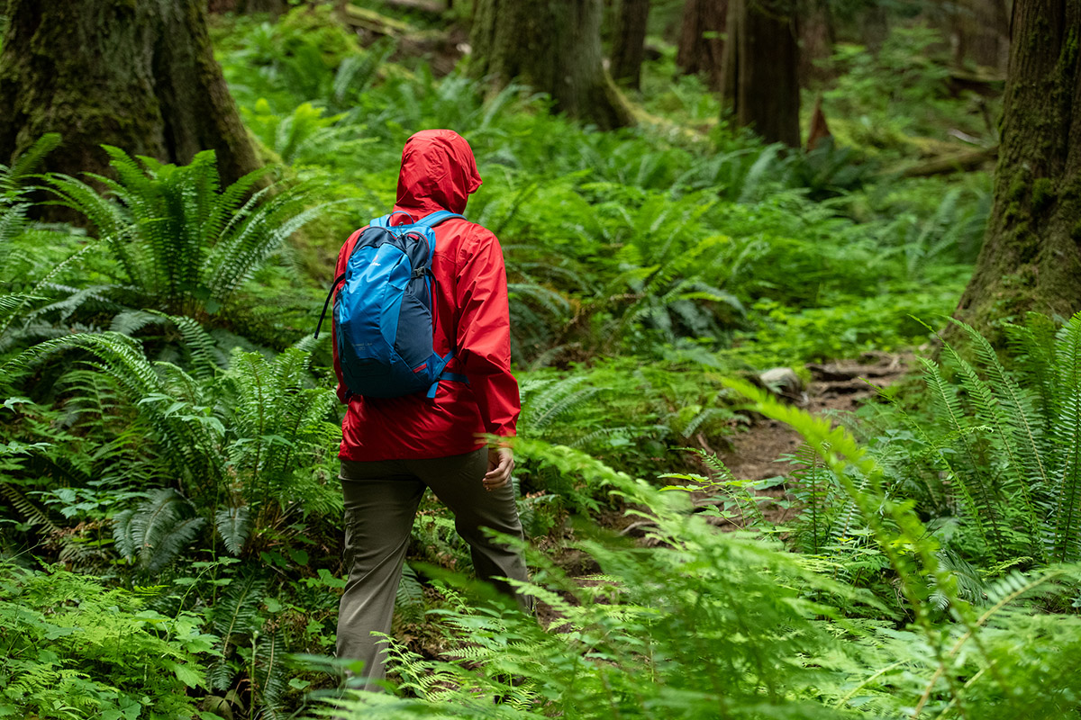 A hiker makes way through a green fern valley. 